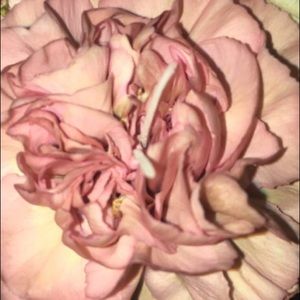 Meet your Posher, Daniela